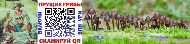 Купить  Фролово  Галлюциногенные грибы Magic Shrooms 